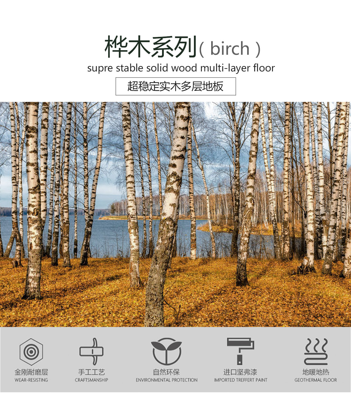 PM1021樺木（金色陽光）產(chǎn)品特點_01.jpg